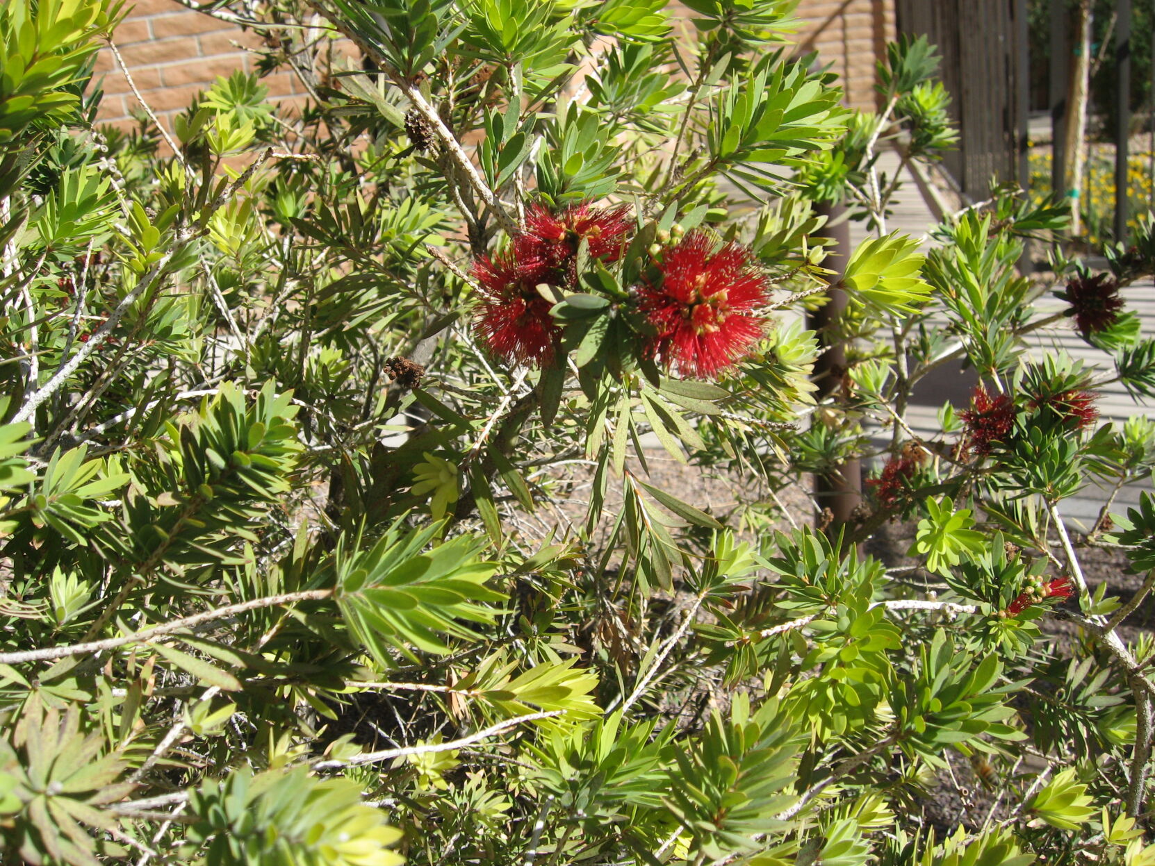 GV Gardeners: Early blooms in the desert garden